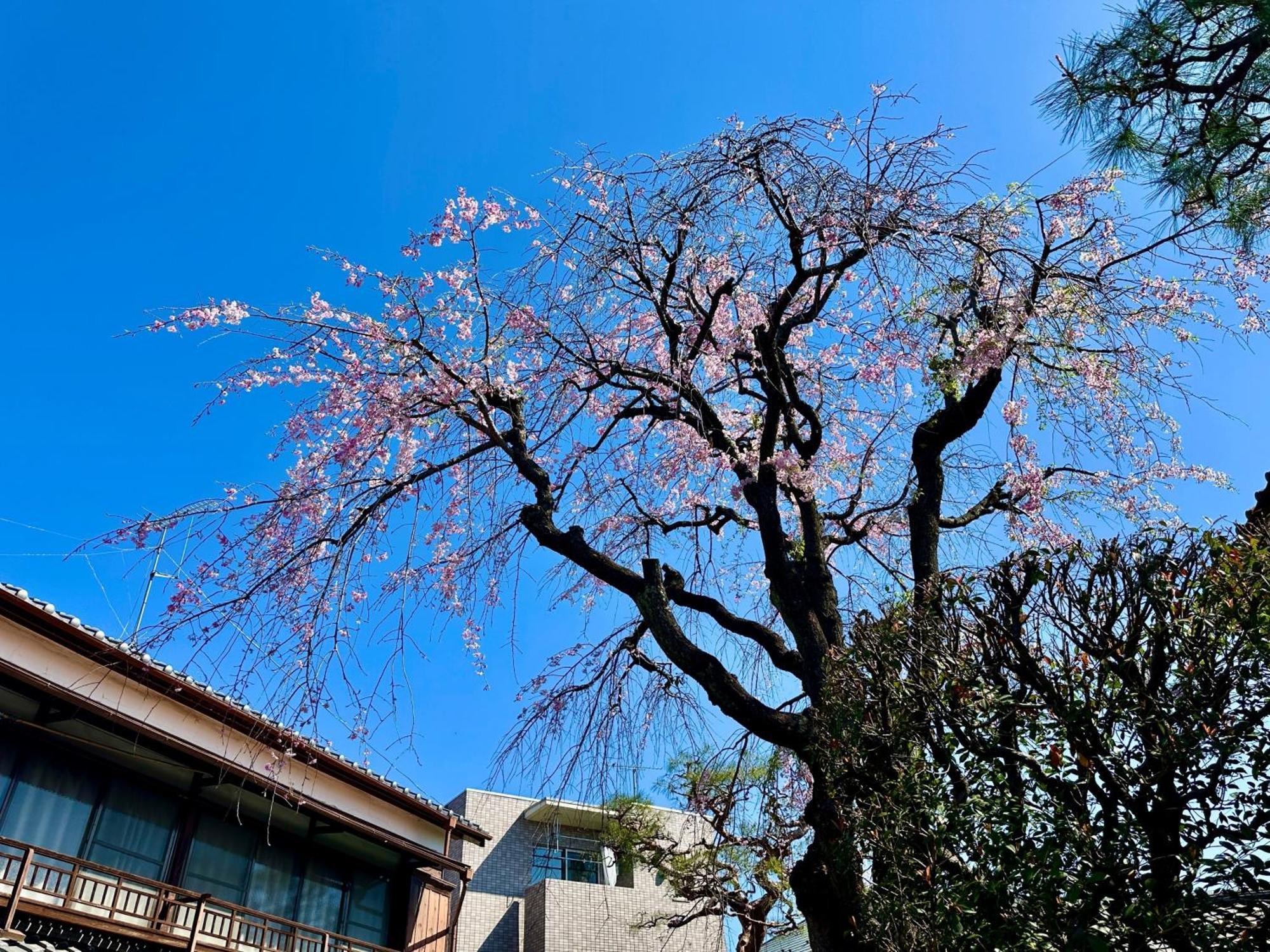 Family Or Business Travel 20 Percent Off丨200 Sqm 丨 14 Min To Shinjuku 丨century-Old Japanese Garden 丨3 Parking Spaces丨4 Bedrooms 東京都 エクステリア 写真
